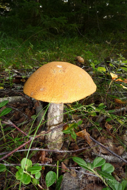 Bennas2010-1030382.jpg - Forest mushrooms, as big as Maltese bread!
